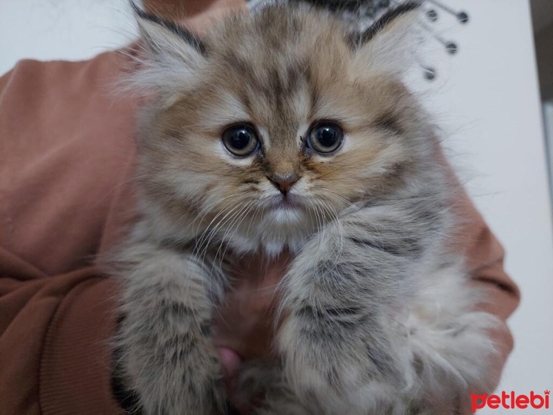 Chinchilla, Kedi  Latte fotoğrafı