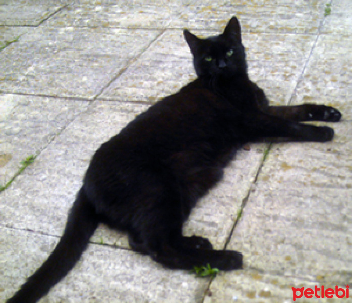 Bombay, Kedi  Karam fotoğrafı