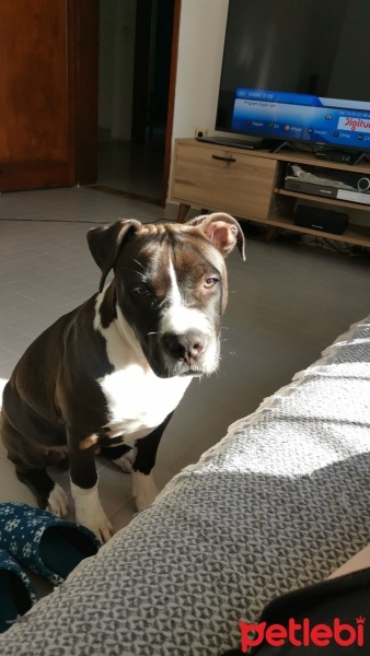 Amerikan Staffordshire Terrier, Köpek  Pablo fotoğrafı