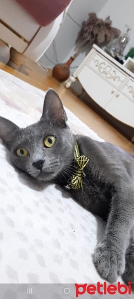 Mavi Rus, Kedi  Duman fotoğrafı