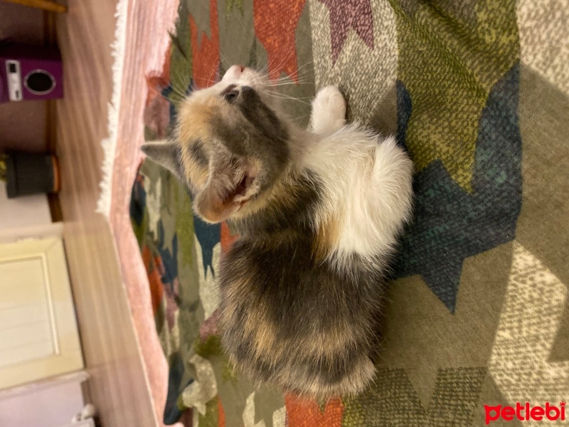 Tekir Kedi, Kedi  Miya fotoğrafı