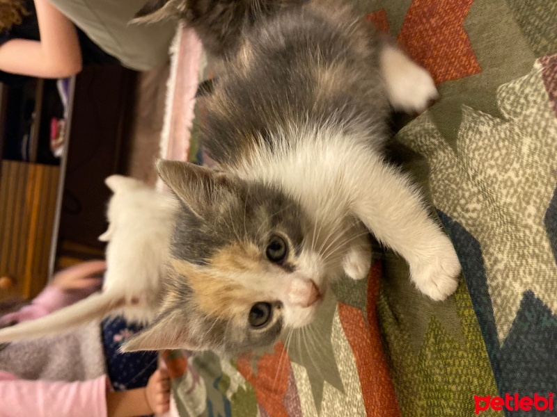 Tekir Kedi, Kedi  Miya fotoğrafı
