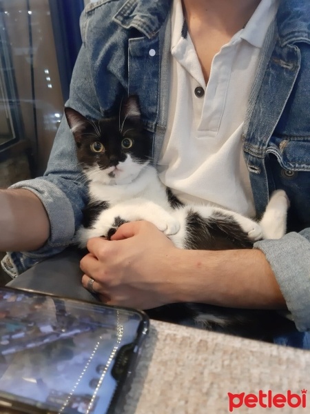 Tuxedo (Smokin) Kedi, Kedi  Luna fotoğrafı