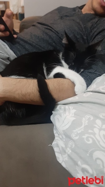 Tuxedo (Smokin) Kedi, Kedi  Luna fotoğrafı