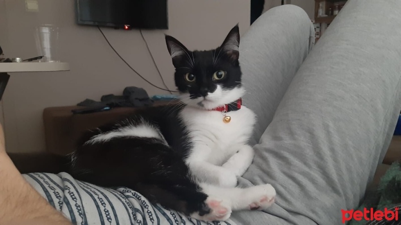 Tuxedo (Smokin) Kedi, Kedi  Luna fotoğrafı
