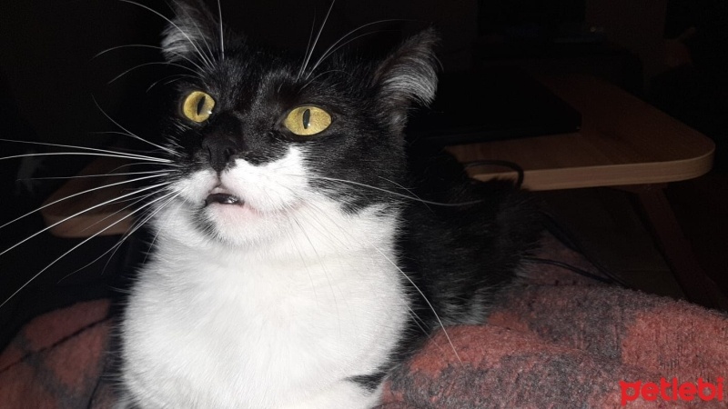 Tuxedo (Smokin) Kedi, Kedi  Luna fotoğrafı