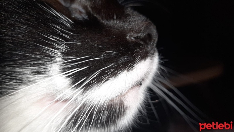 Tuxedo (Smokin) Kedi, Kedi  Luna fotoğrafı