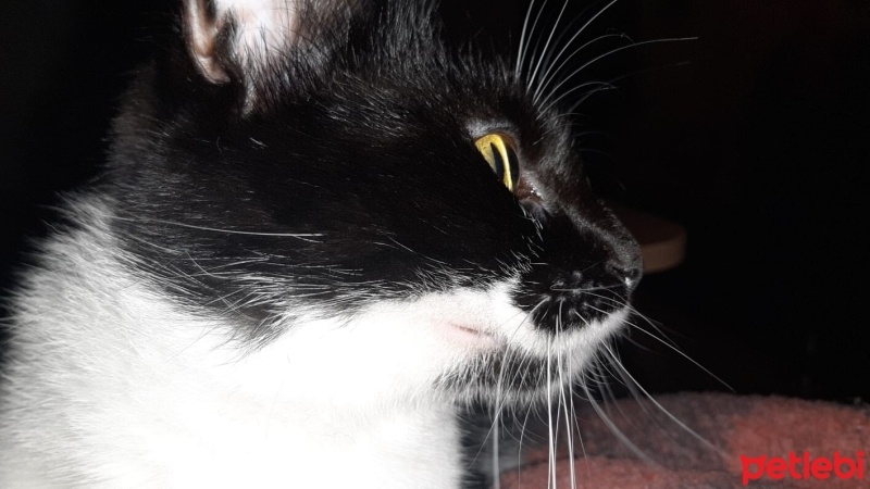 Tuxedo (Smokin) Kedi, Kedi  Luna fotoğrafı