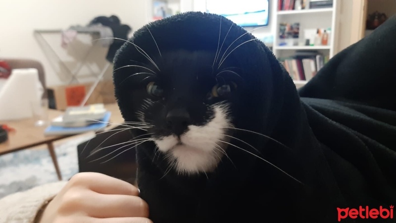 Tuxedo (Smokin) Kedi, Kedi  Luna fotoğrafı