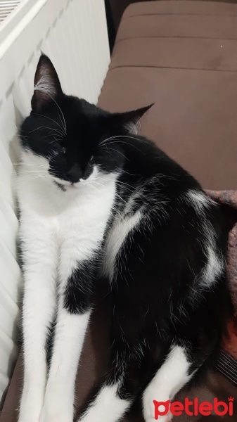 Tuxedo (Smokin) Kedi, Kedi  Luna fotoğrafı