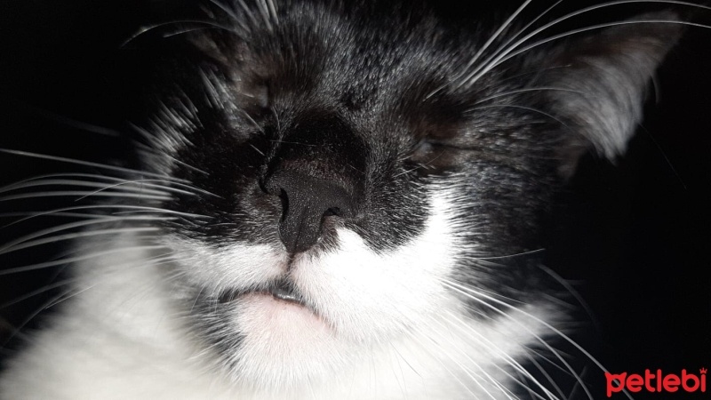 Tuxedo (Smokin) Kedi, Kedi  Luna fotoğrafı