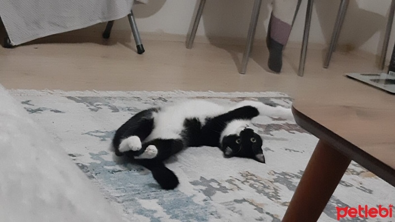 Tuxedo (Smokin) Kedi, Kedi  Luna fotoğrafı