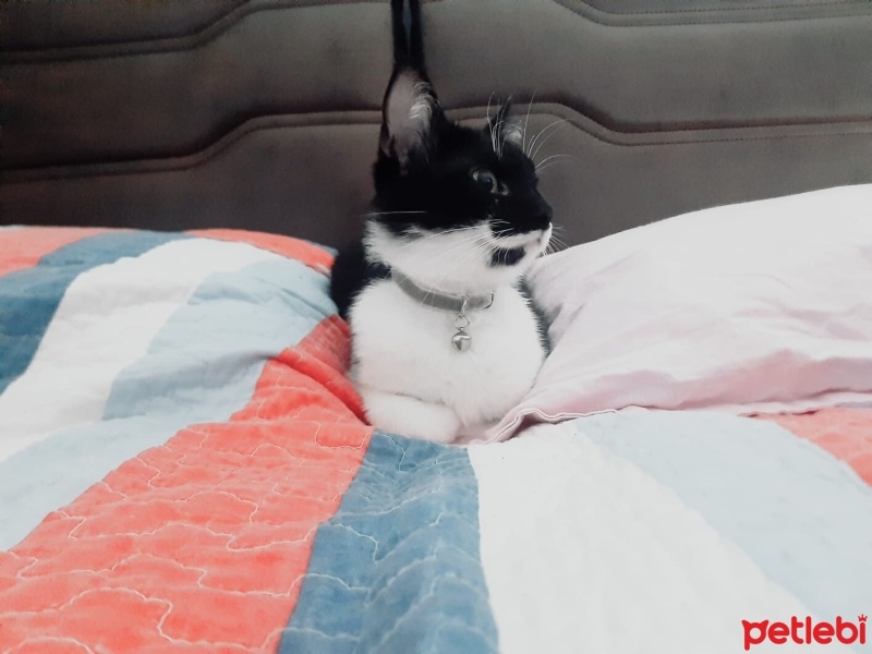 Tuxedo (Smokin) Kedi, Kedi  Luna fotoğrafı
