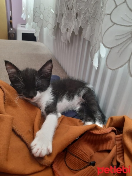 Tuxedo (Smokin) Kedi, Kedi  Luna fotoğrafı