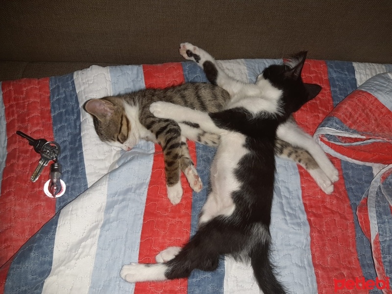 Tuxedo (Smokin) Kedi, Kedi  Luna fotoğrafı
