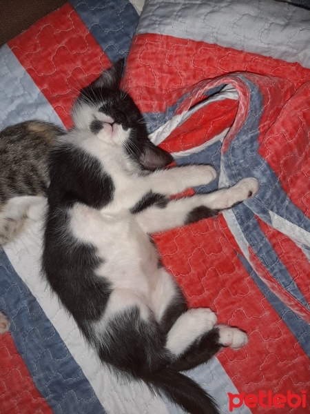 Tuxedo (Smokin) Kedi, Kedi  Luna fotoğrafı