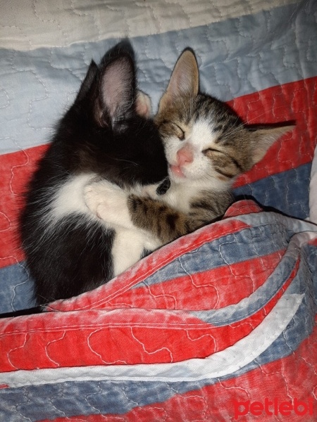 Tuxedo (Smokin) Kedi, Kedi  Luna fotoğrafı