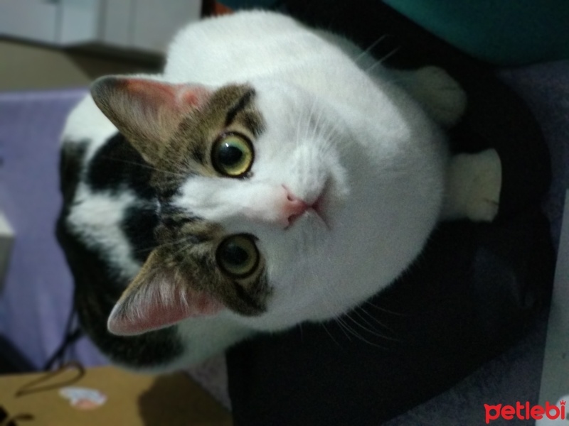 Tekir Kedi, Kedi  Sürmeli fotoğrafı