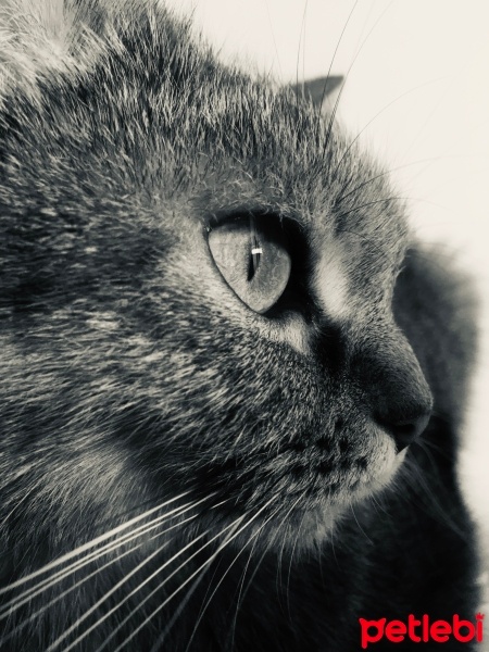 Scottish Fold, Kedi  Toprak fotoğrafı