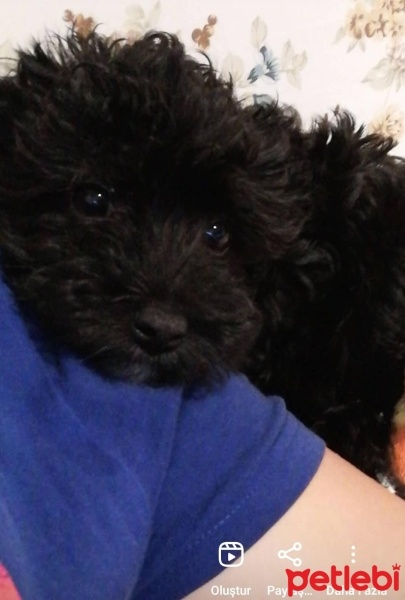 Maltese, Köpek  Gece fotoğrafı