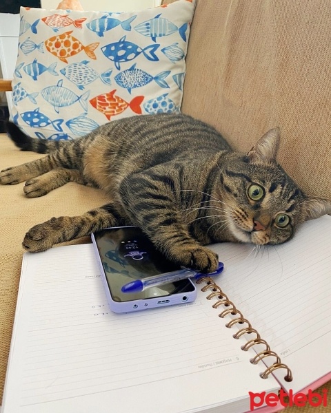 Tekir Kedi, Kedi  Vilma fotoğrafı