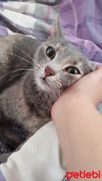 Tekir Kedi, Kedi  Poncik fotoğrafı