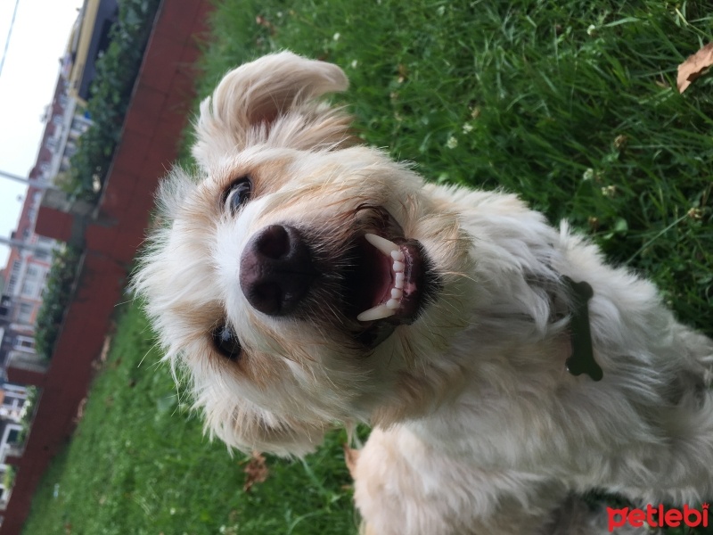 Maltese, Köpek  Mişha fotoğrafı