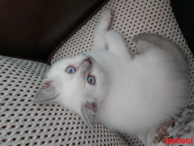 British Shorthair, Kedi  Karlos fotoğrafı