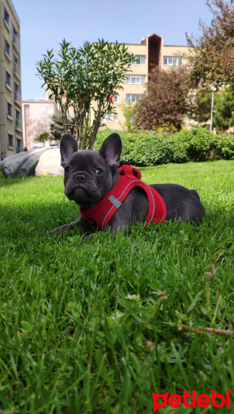 Fransız Bulldog, Köpek  Ares fotoğrafı