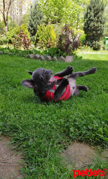 Fransız Bulldog, Köpek  Ares fotoğrafı