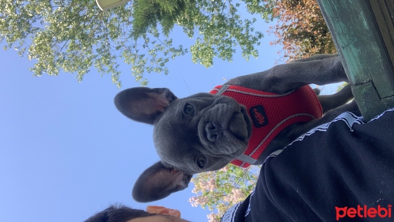 Fransız Bulldog, Köpek  Ares fotoğrafı