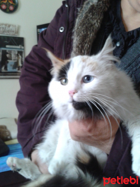 Ankara Kedisi, Kedi  Pamuk Prenses fotoğrafı