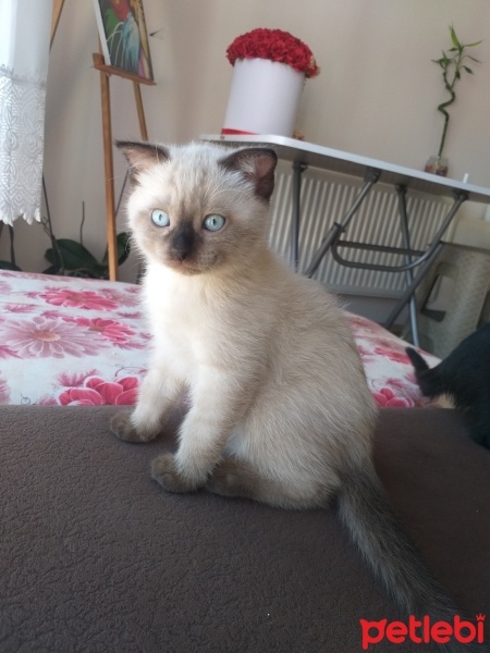 Siyam Kedisi, Kedi  Sakız fotoğrafı