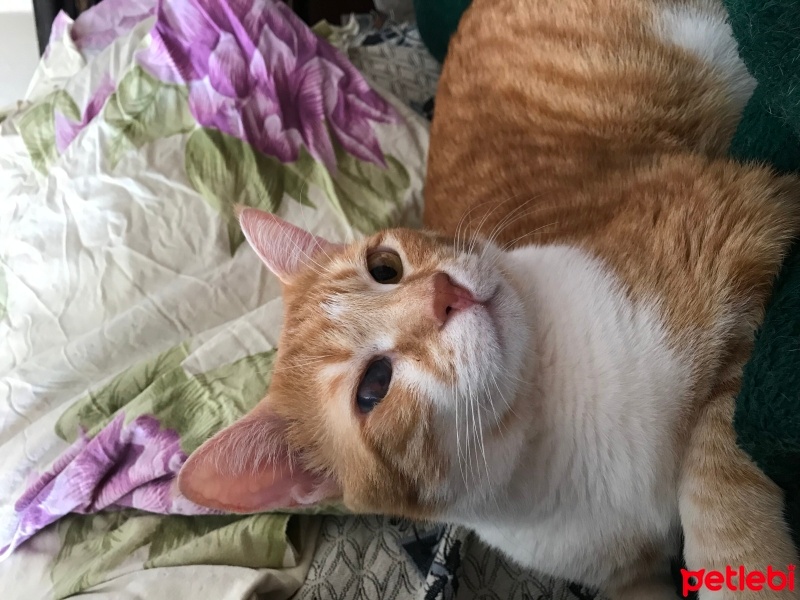 Sarman, Kedi  Karamel fotoğrafı