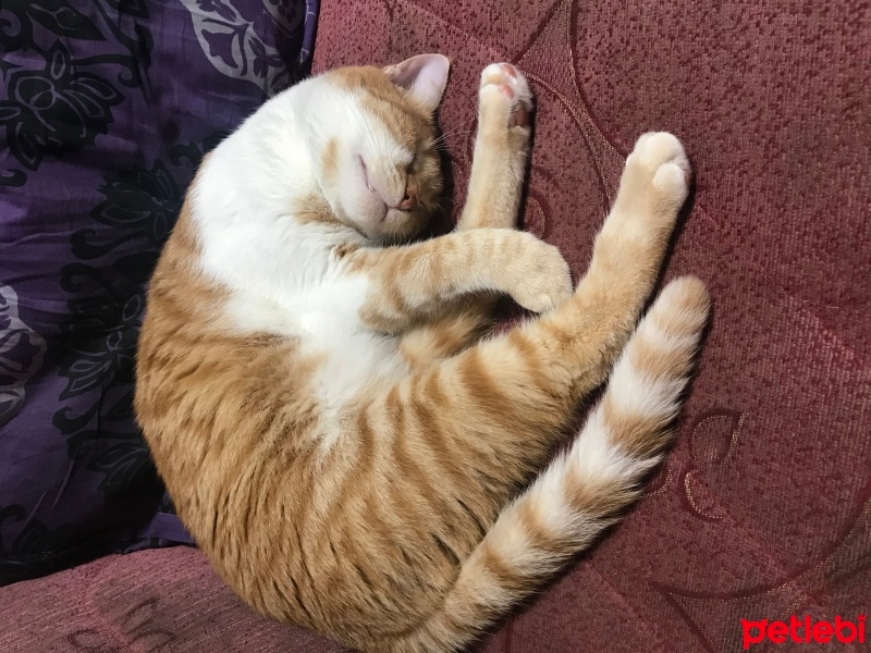 Sarman, Kedi  Karamel fotoğrafı