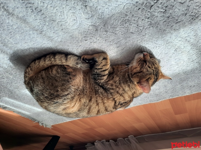 Tekir Kedi, Kedi  Leo fotoğrafı
