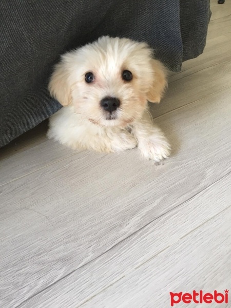 Maltese, Köpek  Gece fotoğrafı