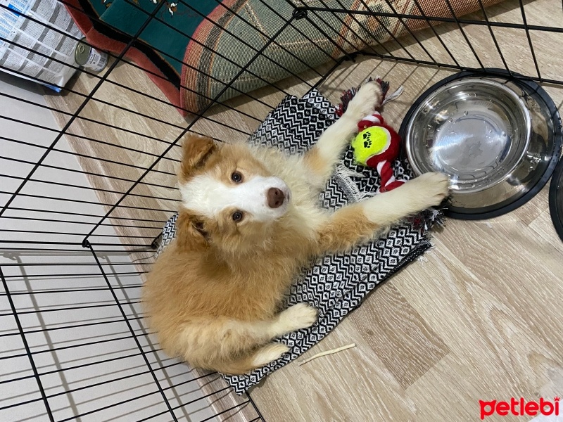 Border Collie, Köpek  Fomo fotoğrafı