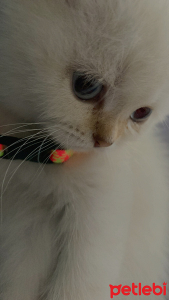 Scottish Fold, Kedi  Marakeş fotoğrafı