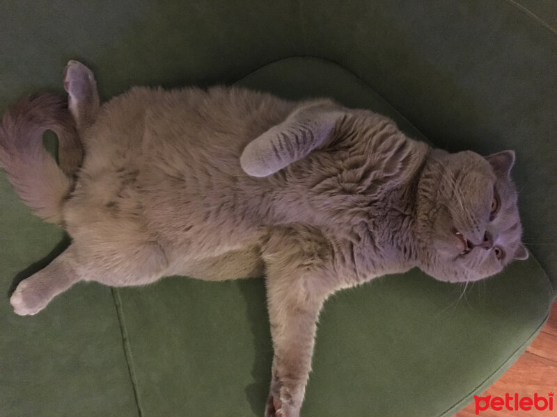 Scottish Fold, Kedi  Bob fotoğrafı