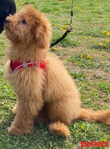 Poodle (Minyatür Kaniş), Köpek  Sushi fotoğrafı