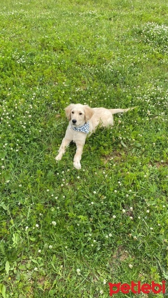 Golden Retriever, Köpek  Shilus fotoğrafı