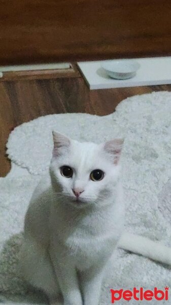 Ankara Kedisi, Kedi  Bella fotoğrafı