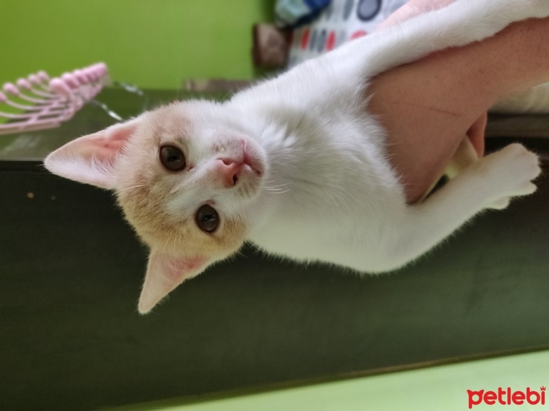 Tekir Kedi, Kedi  Minnoş fotoğrafı