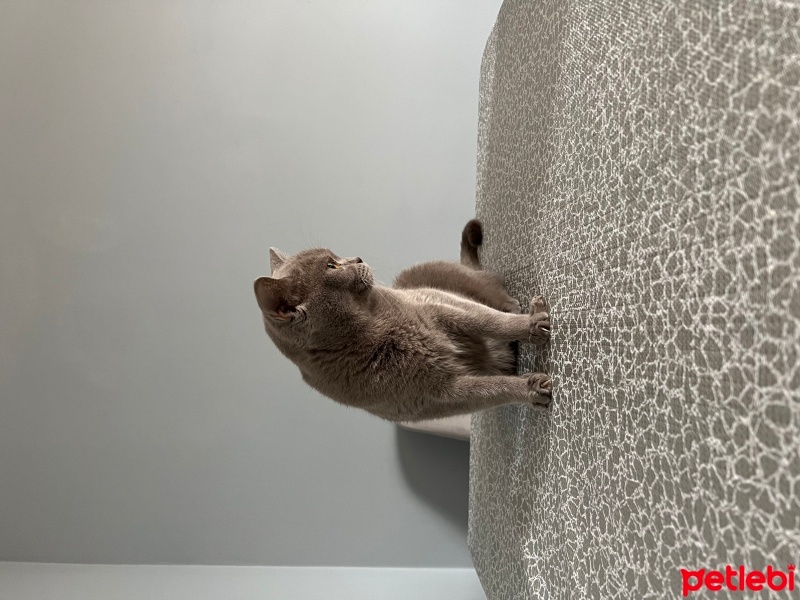 British Shorthair, Kedi  Mia fotoğrafı