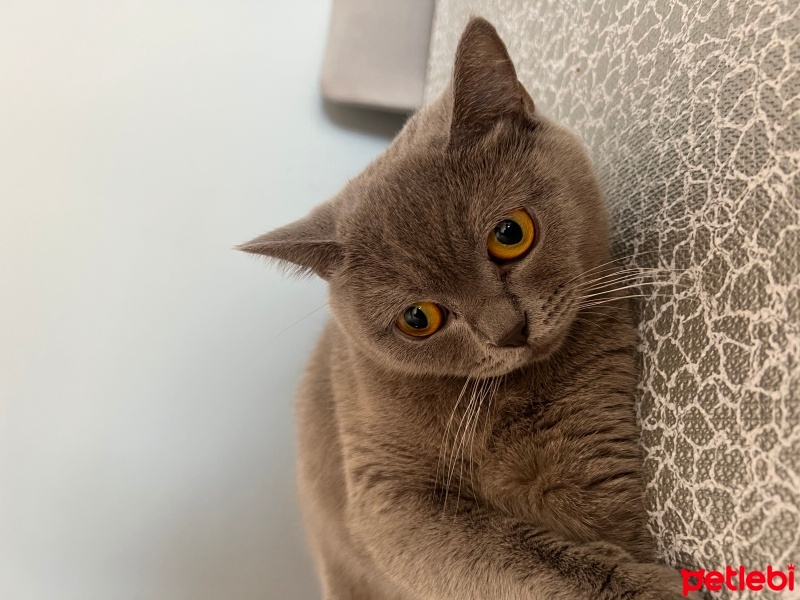 British Shorthair, Kedi  Mia fotoğrafı