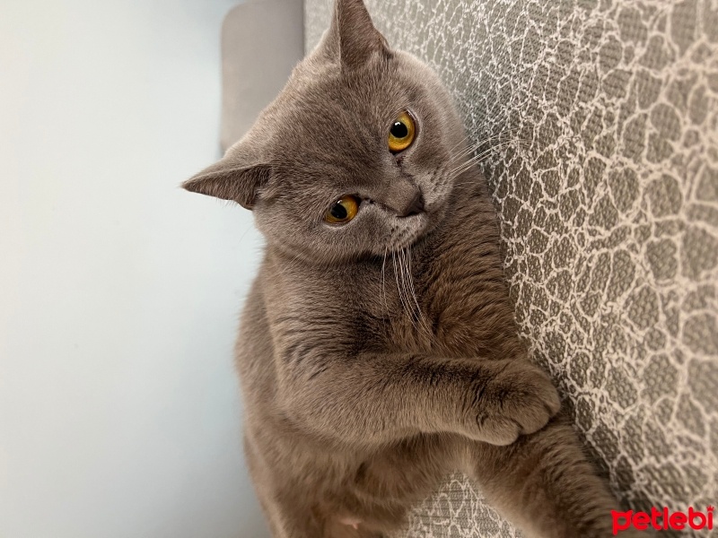 British Shorthair, Kedi  Mia fotoğrafı