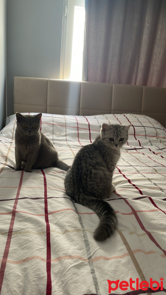 British Shorthair, Kedi  Mia fotoğrafı