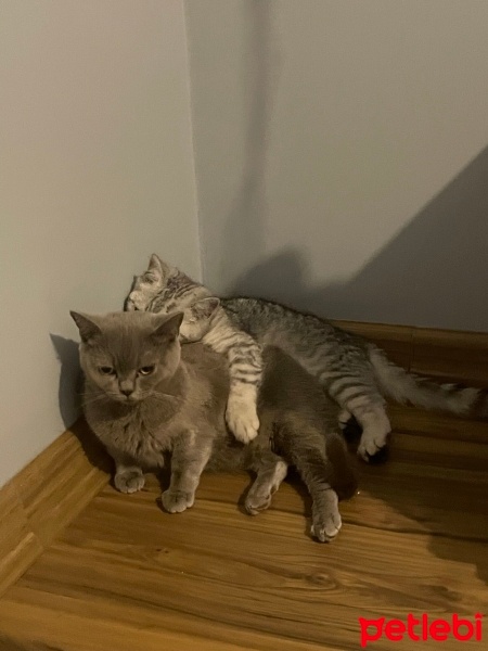 British Shorthair, Kedi  Mia fotoğrafı