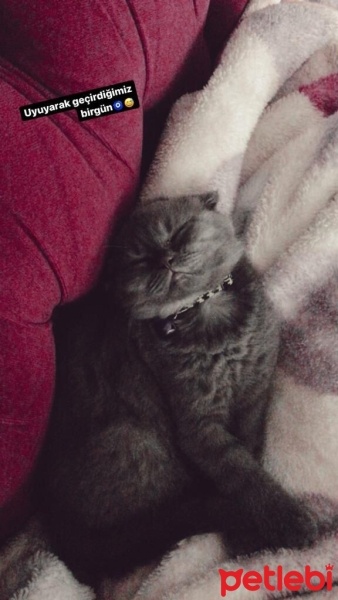 Scottish Fold, Kedi  HERA fotoğrafı